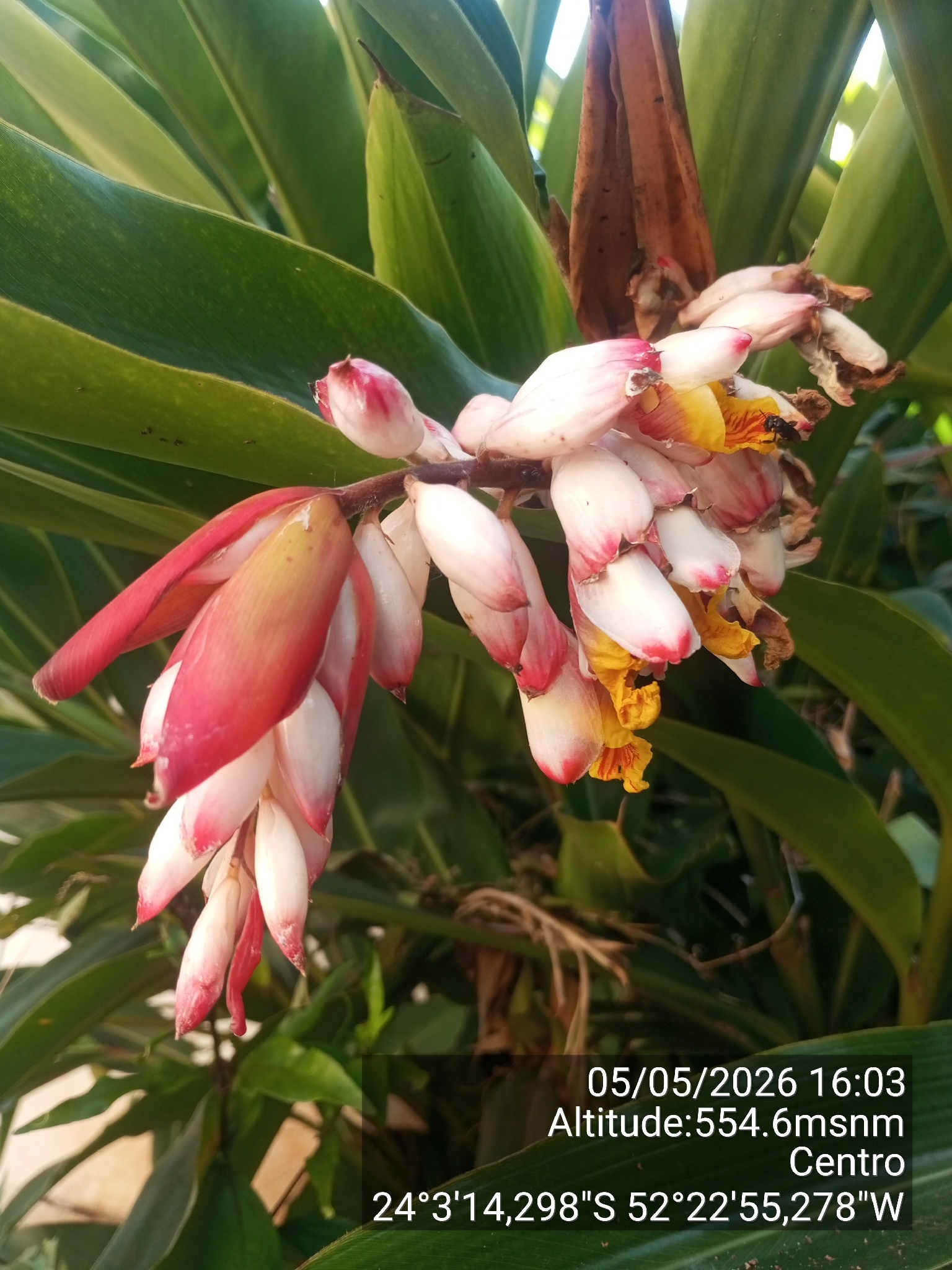 Alpinia zerumbet