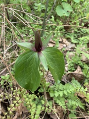 Trillium viridescens