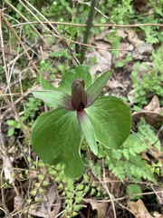 Trillium viridescens