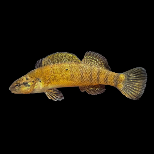 Tippecanoe Darter