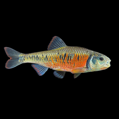 Striped Shiner photo 1