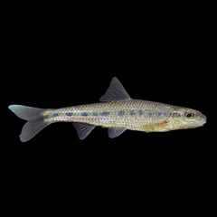 Streamline Chub photo 2
