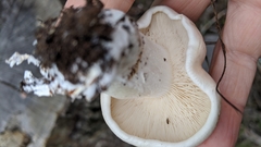 Leucopaxillus laterarius