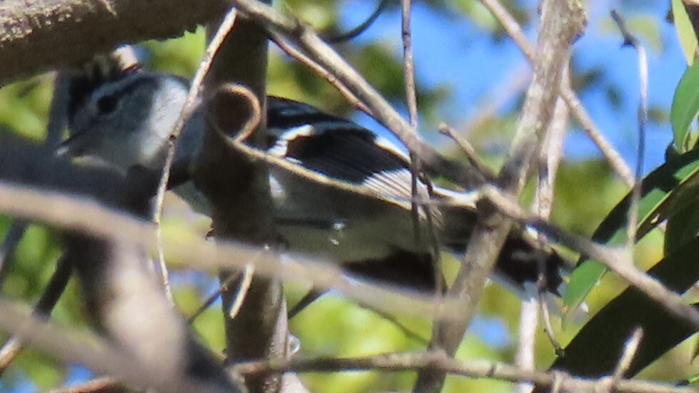 Large-billed Antwren (Herpsilochmus longirostris), photo 2