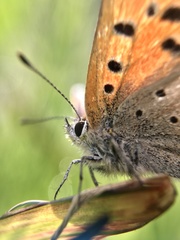 Lycaena phlaeas daimio