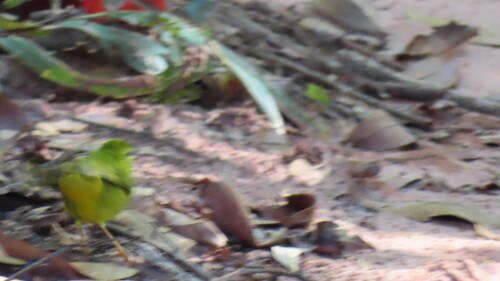 Flavescent Warbler (Myiothlypis flaveola), photo 3