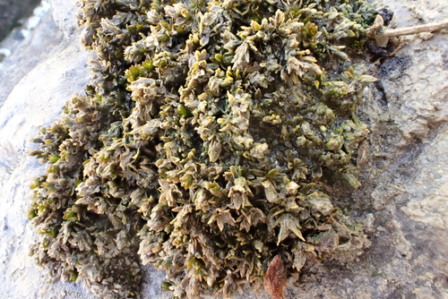 Cinclidotus riparius observed 2026-04-27