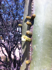 Lophocereus marginatus