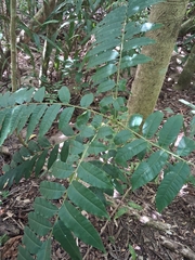Zanthoxylum martinicense