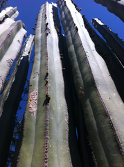 Lophocereus marginatus