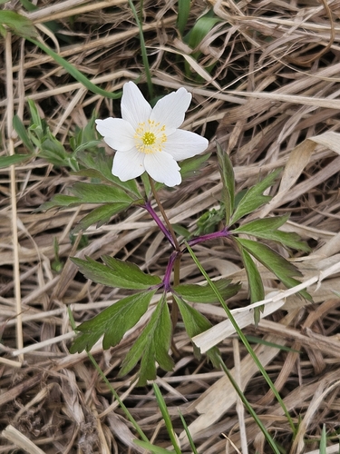 wood anemone