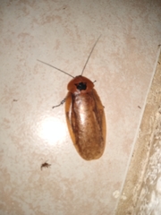Blaberinae