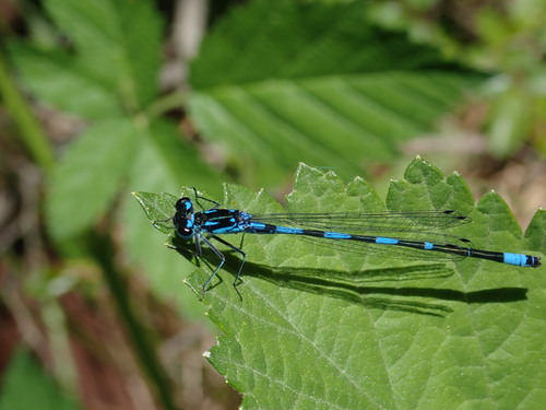Variable Bluet