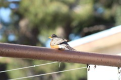 Turdus migratorius