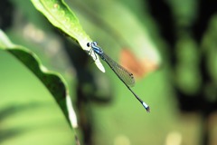 Acanthagrion