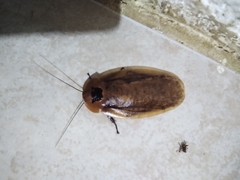Blaberinae