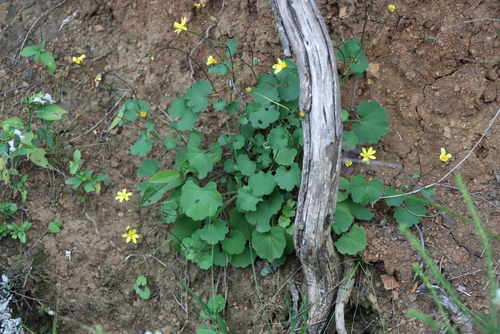 Cineraria geifolia, photograph 5