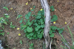 Cineraria geifolia, photograph (c) Tony Rebelo, some rights reserved (CC BY-SA)