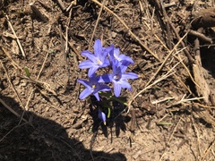 Scilla luciliae