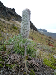 Lupinus alopecuroides