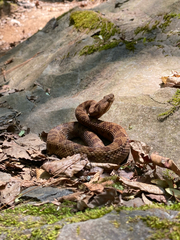 Tlaloc's Rattlesnake photo 3