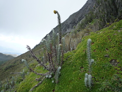 Lasiocephalus ovatus