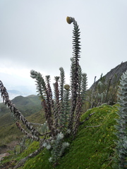 Lasiocephalus ovatus