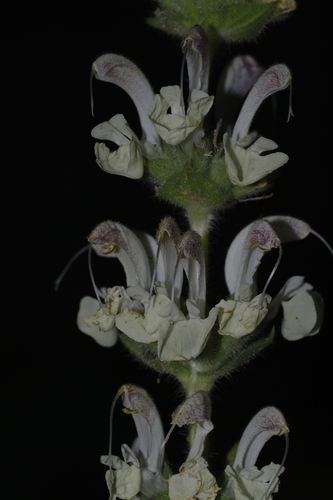 Silver Sage