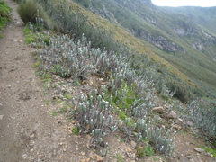 Lasiocephalus ovatus