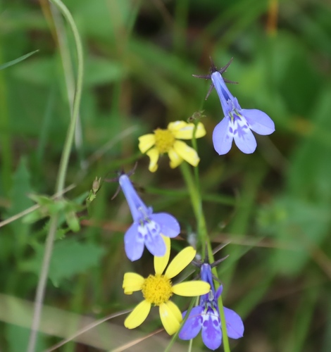 Cineraria geifolia, photograph 3
