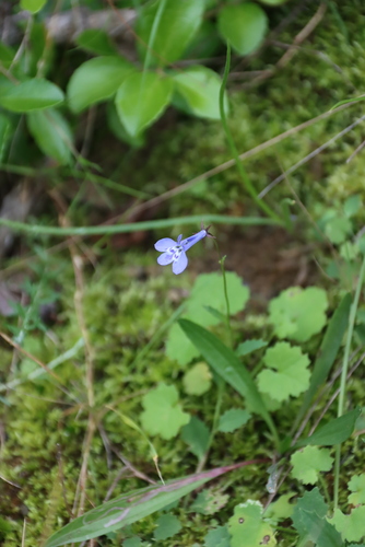 Cineraria geifolia, photograph 4