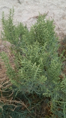 Arthrocaulon macrostachyum