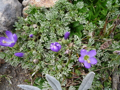 Nototriche phyllanthos