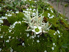Cerastium floccosum