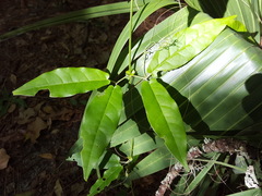 Bignonia capreolata image