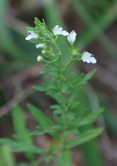 Teucrium trifidum, photograph (c) Tony Rebelo, some rights reserved (CC BY-SA)