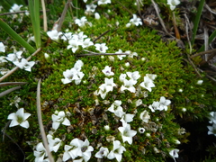 Arenaria dicranoides