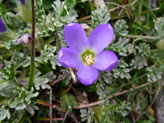 Nototriche phyllanthos