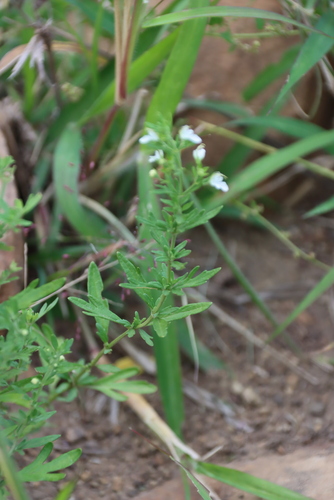 Teucrium trifidum, photograph 4