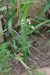 Teucrium trifidum, photograph (c) Tony Rebelo, some rights reserved (CC BY-SA)