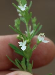 Teucrium trifidum, photograph (c) Tony Rebelo, some rights reserved (CC BY-SA)