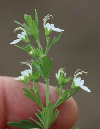 Teucrium trifidum, photograph 2