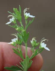 Teucrium trifidum, photograph (c) Tony Rebelo, some rights reserved (CC BY-SA)