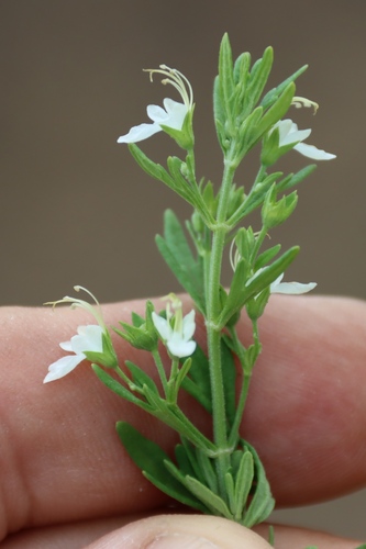 Teucrium trifidum, photograph 5
