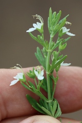 Teucrium trifidum, photograph (c) Tony Rebelo, some rights reserved (CC BY-SA)