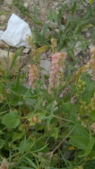 Rumex cyprius