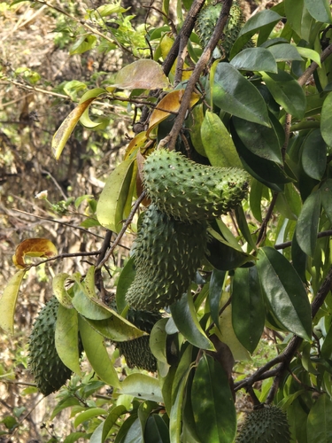 Soursop