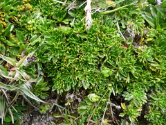 Azorella aretioides