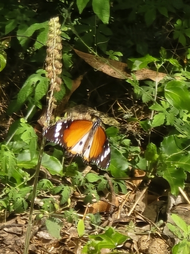 Plain Tiger Butterfly
