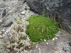 Eudema nubigena